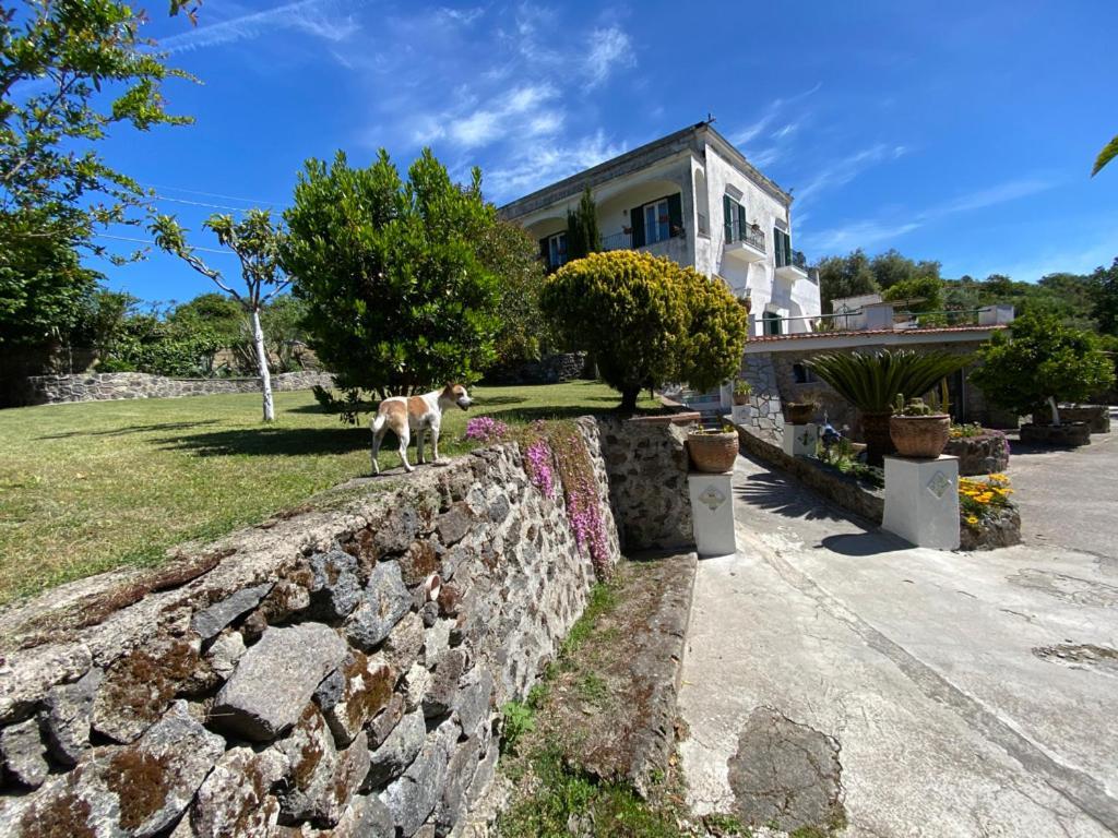 Villa Vincenzo Di Meglio Barano dʼIschia Eksteriør billede