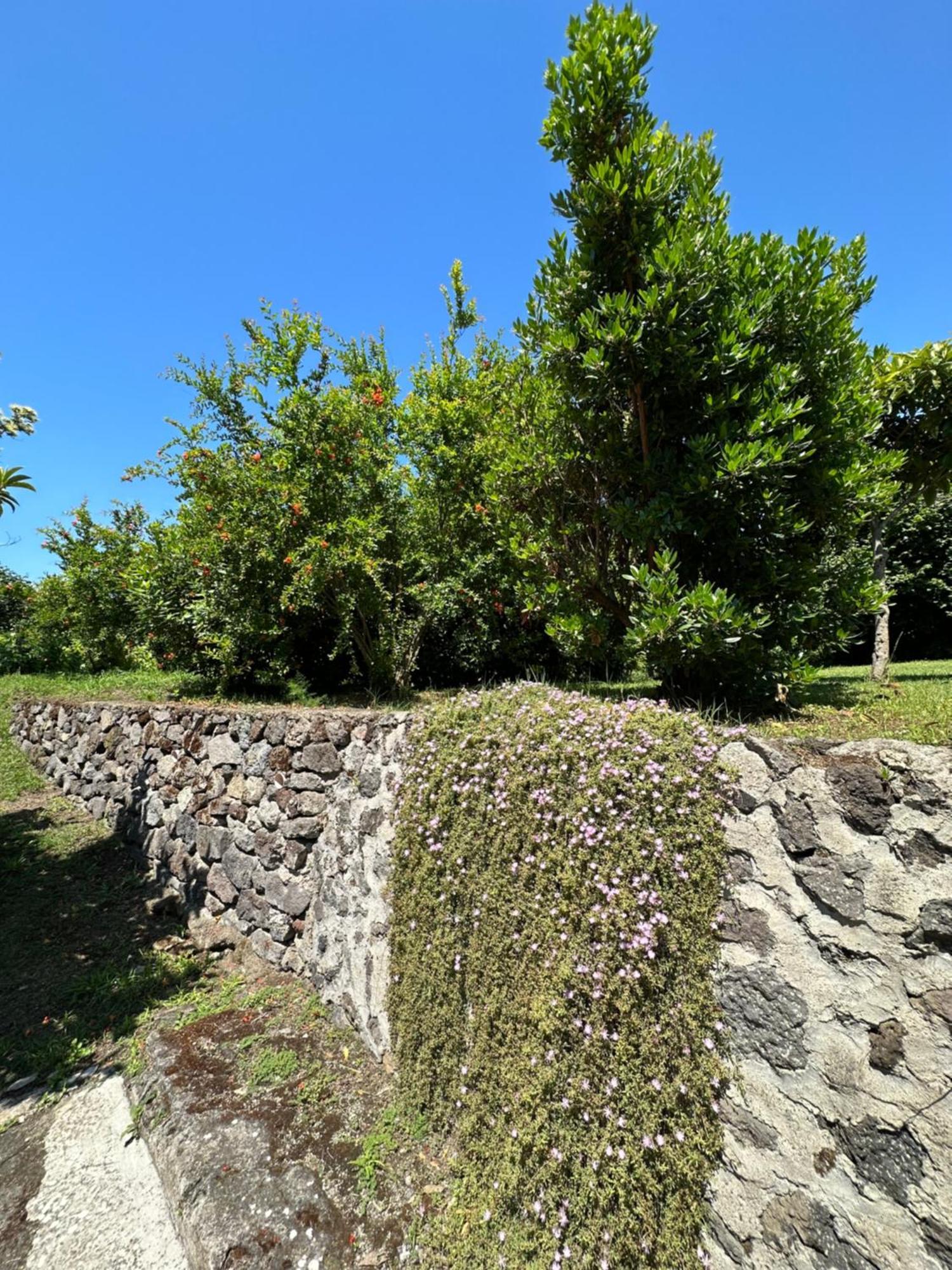 Villa Vincenzo Di Meglio Barano dʼIschia Eksteriør billede