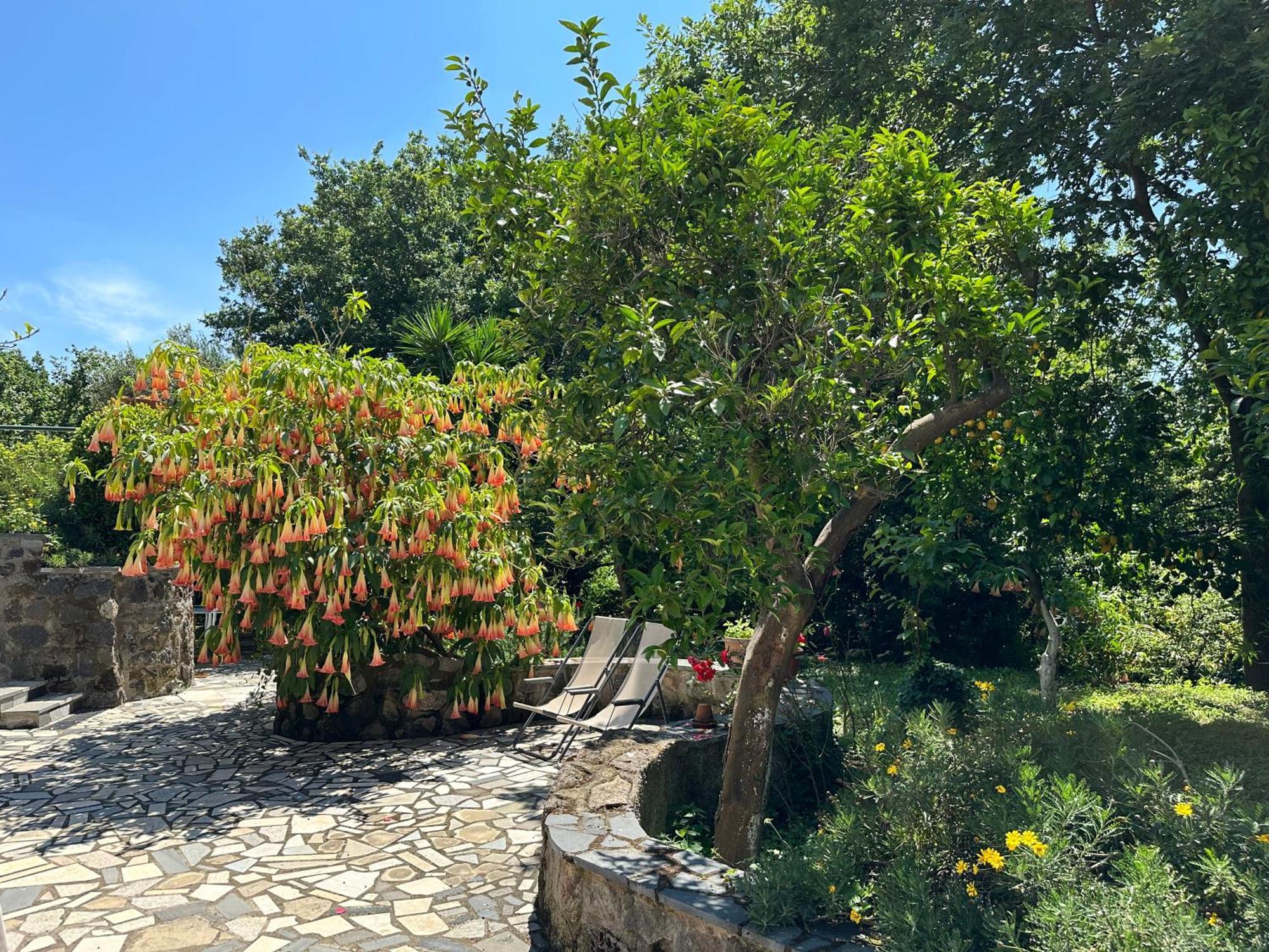 Villa Vincenzo Di Meglio Barano dʼIschia Eksteriør billede