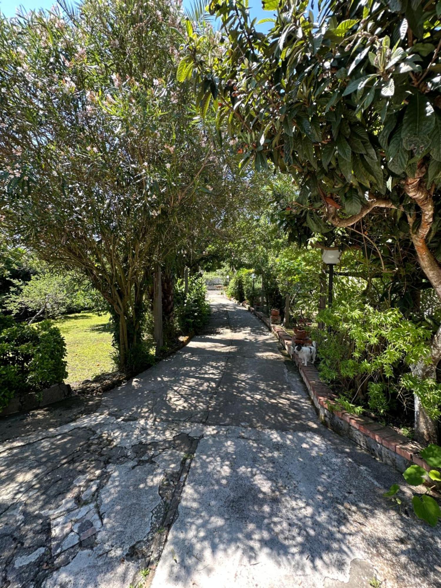 Villa Vincenzo Di Meglio Barano dʼIschia Eksteriør billede