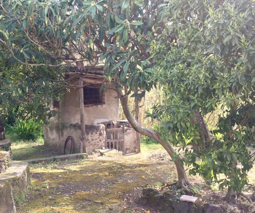 Villa Vincenzo Di Meglio Barano dʼIschia Eksteriør billede